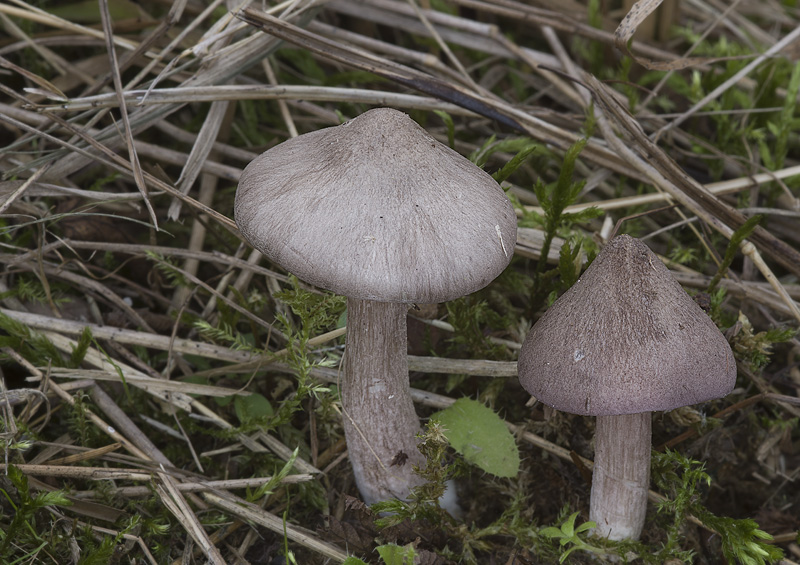 Entoloma porphyrophaeum